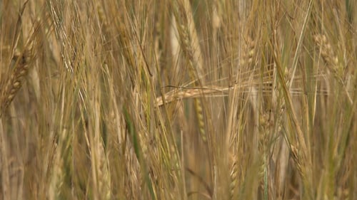 Golden Wheat Field Swaying in the Breeze