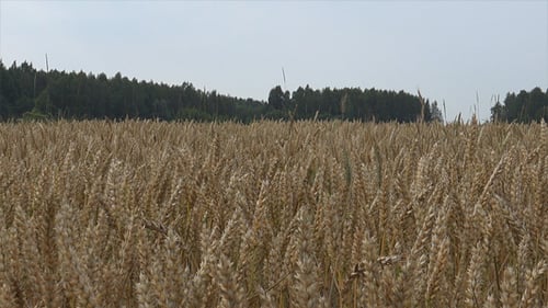 Golden Wheat Field Swaying in the Breeze