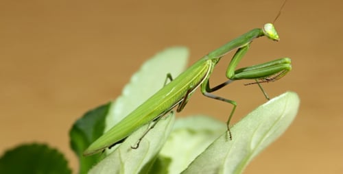The Mantis Is Common On The Leaves Of Plants