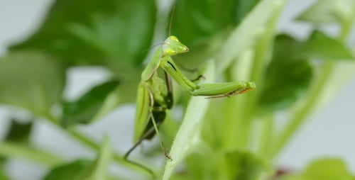 The Mantis Is Common On The Leaves Of Plants 3