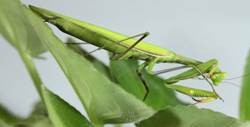The Mantis Is Common On The Leaves Of Plants 4