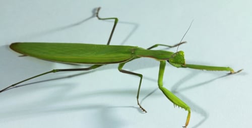 The Common Praying Mantis On A White Background