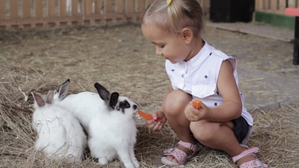 Cute Little Girl Feeding Rabbit From The Hand, People Stock Footage ft ...
