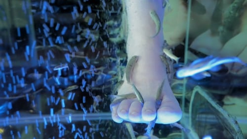 A Lady Is In a Spa Getting a Fish Pedicure