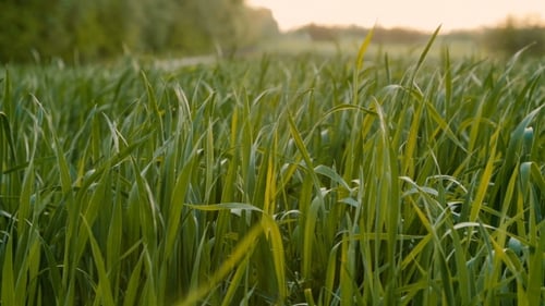 Cultivated Field Of Young Green Wheat In The Morning.