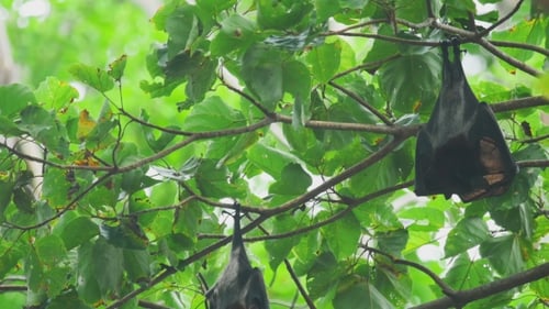 Flying Fox hängt an einem Ast und wäscht
