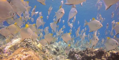 School of Silver Fish Swimming Near Coral Reef