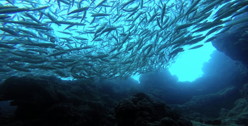 Schule der Fische