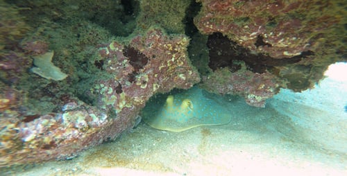 Bluespotted Stingray Resting Under Coral Ledge