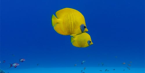 Beautiful Underwater Tropical Fish Butterflyfish