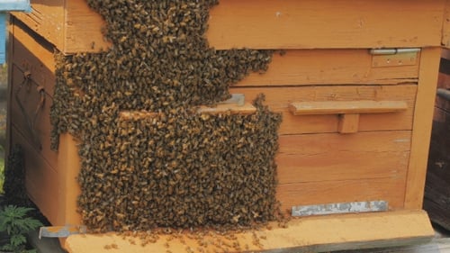 Swarm Of Bees On a Bee Box At a Hawaii Bee Farm
