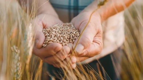 Farmer Holding Harvested Grain in Golden Wheat Field