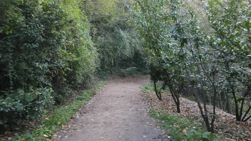 Road Lined with Trees