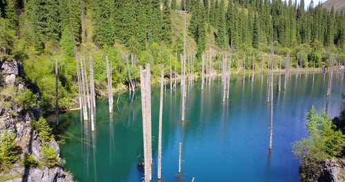 Coniferous Trees Rise From Depths of Mountain Lake