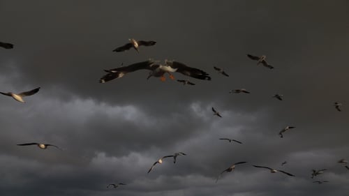 Oiseau volant
