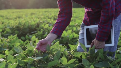 Young Farmer Checks For The Harvest On The Field With The Tablet.