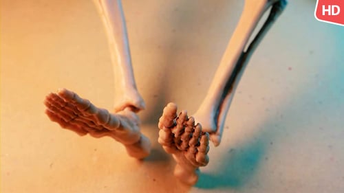 Human Skeleton 0178