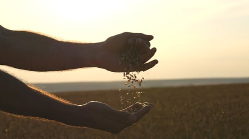 Hands Sifting Wheat at Sunset in a Wheat Field