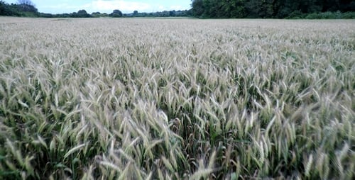 Wheat Field Aerial View in Rural Landscape