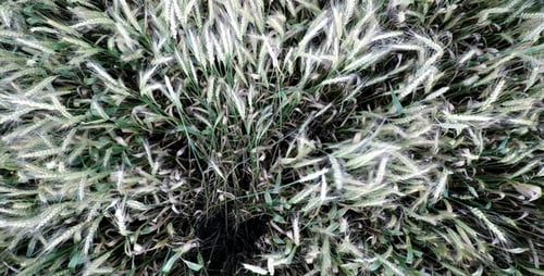 Luftaufnahmen von Wheatfield 7