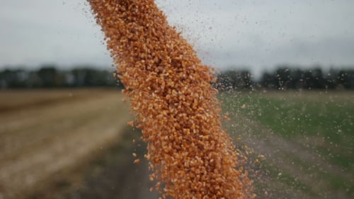 View Of Unloading Maize Corn Harvest