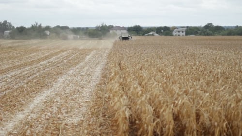 Récolteuse de maïs pour récolter du maïs sur un champ agricole