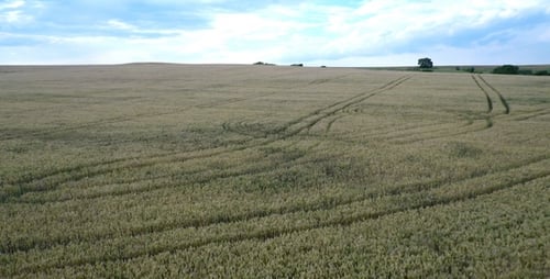 Aerial Footage Of Wheatfield 13