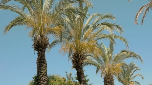 Palm Trees Are Moving In The Wind