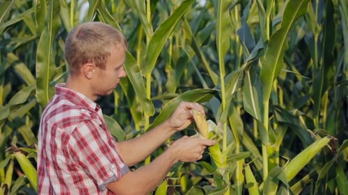Farmer Examining Ripe Corn Cob in Field