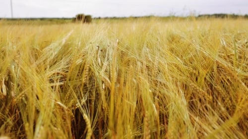 Champ de céréales avec épillets de seigle mûr ou de blé
