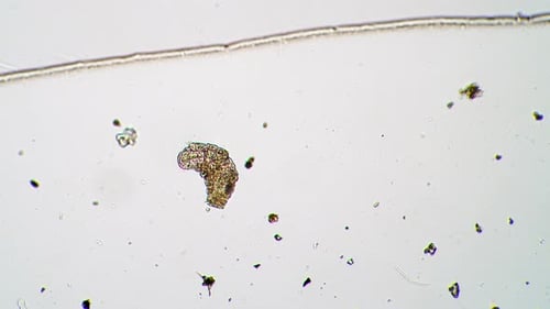 La petite tardigrade bouge ses pattes et se tourne sur le côté sous le microscope