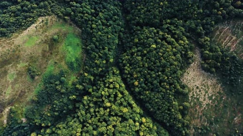 Aerial top view of Green Trees Forest. Drone flying Over the Tops of Pine forest