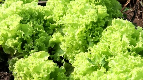 Green Lettuce Leaves Grow on Beds in the Garden