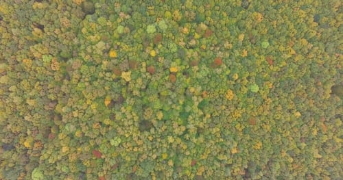Aerial View of Colorful Autumn Forest Canopy