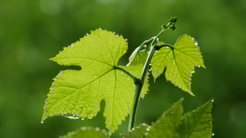 Grape Leaves Glistening in the Rain, Nature Footage
