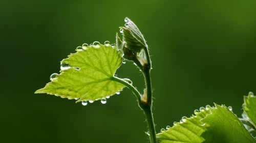 Leaf Covered in Dew Drops in Close-Up