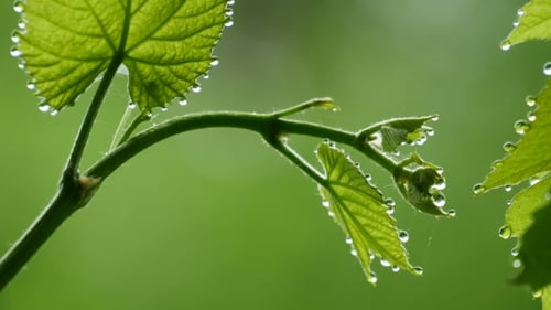 Green Leaves with Water Droplets in Nature