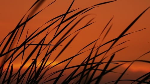 Silhouette of Plants Swaying in the Wind at Sunset