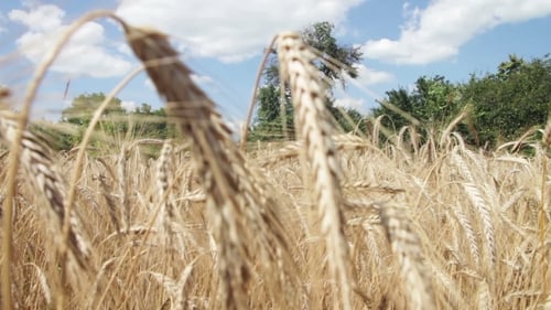 Wheat Field And Spikelets