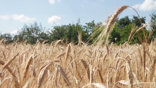 Wheat Field And Spikelets