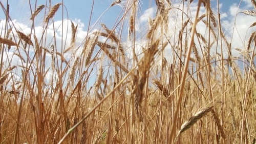 Wheat Field And Spikelets