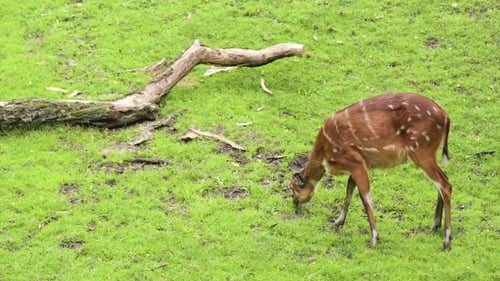 Western Sitatunga Eating Grass