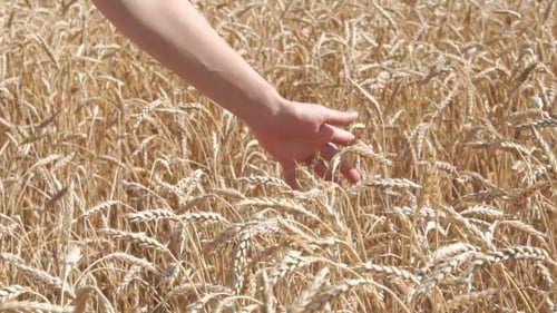 Hand Gently Touching Golden Wheat in Sunny Field