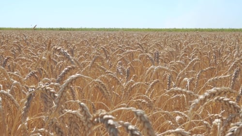 un campo de trigo