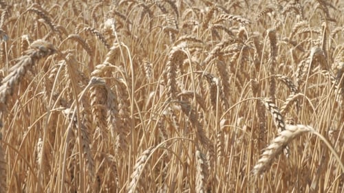 Field Of Wheat