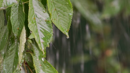 Rainfall Drenching Green Leaves on a Plant