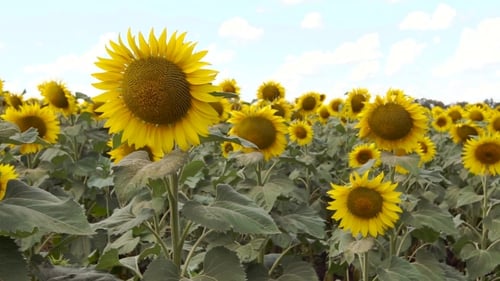 Feld der gelben Sonnenblumen