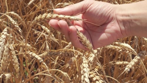 Hand Touching Golden Wheat in Rural Field