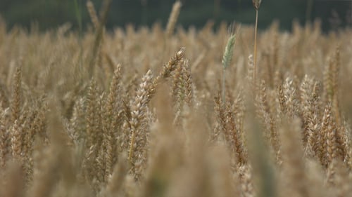 Wheat Field Swaying Gently in the Breeze