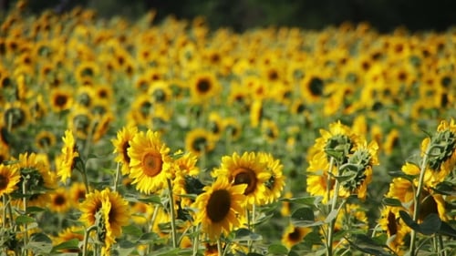 Sonnenblumen auf dem Feld